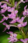 Platanthera psycodes (L.) Lindl.