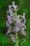 Platanthera shriveri P.M. Brown