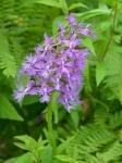 Platanthera shriveri P.M. Brown