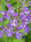 Platanthera shriveri P.M. Brown