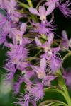 Platanthera shriveri P.M. Brown