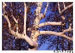 Platanus occidentalis L.
