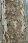 Platanus occidentalis L.