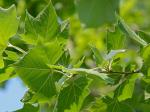 Platanus occidentalis L.