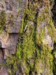 Platydictya subtilis (Hedw.) H.A. Crum