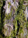 Platydictya subtilis (Hedw.) H.A. Crum