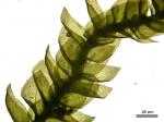 Platydictya subtilis (Hedw.) H.A. Crum