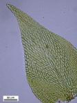 Platydictya subtilis (Hedw.) H.A. Crum
