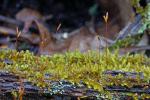 Platygyrium repens (Brid.) Schimp.
