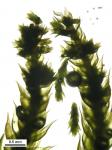 Platygyrium repens (Brid.) Schimp.