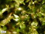 Platygyrium repens (Brid.) Schimp.