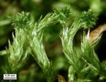 Platygyrium repens (Brid.) Schimp.