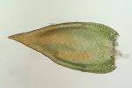 Platygyrium repens (Brid.) Schimp.