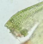 Platygyrium repens (Brid.) Schimp.