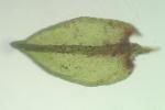 Platylomella lescurii (Sull.) A. L. Andrews