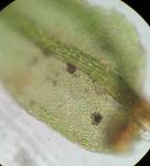 Platylomella lescurii (Sull.) A. L. Andrews