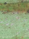 Platylomella lescurii (Sull.) A. L. Andrews