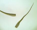 Pleuridium subulatum (Hedw.) Rabenh.