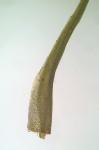 Pleuridium subulatum (Hedw.) Rabenh.