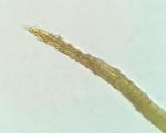 Pleuridium subulatum (Hedw.) Rabenh.