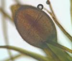 Pleuridium subulatum (Hedw.) Rabenh.