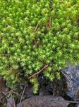 Pleurochaete luteola (Besch.) Ther.
