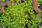 Pleurochaete luteola (Besch.) Ther.