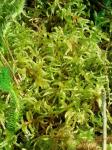 Pleurozium schreberi (Willd. ex Brid.) Mitt.