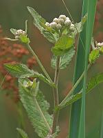 Pluchea foetida (L.) DC. var. foetida