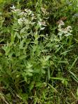 Pluchea foetida (L.) DC. var. foetida