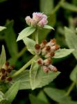 Pluchea foetida (L.) DC. var. foetida