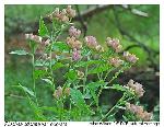 Pluchea odorata (L.) Cass.