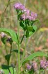 Pluchea odorata (L.) Cass.