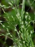 Poa alsodes Gray