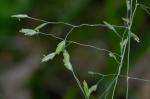Poa autumnalis Muhl. ex Ell.