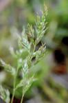 Poa bulbosa L. ssp. vivipara (Koel.) Arcang.