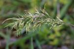 Poa bulbosa L. ssp. vivipara (Koel.) Arcang.
