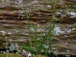 Poa cuspidata Nutt.