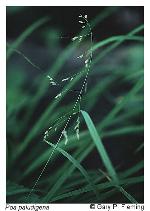 Poa paludigena Fern. & Wieg.