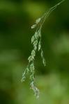 Poa saltuensis Fern. & Wieg.