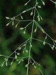 Poa sylvestris Gray