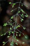 Poa sylvestris Gray