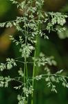 Poa trivialis L. ssp. trivialis