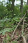Poa trivialis L. ssp. trivialis