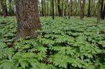 Podophyllum peltatum L.