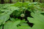Podophyllum peltatum L.