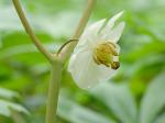 Podophyllum peltatum L.
