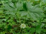 Podophyllum peltatum L.