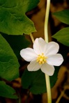 Podophyllum peltatum L.