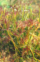 Podostemum ceratophyllum Michx.